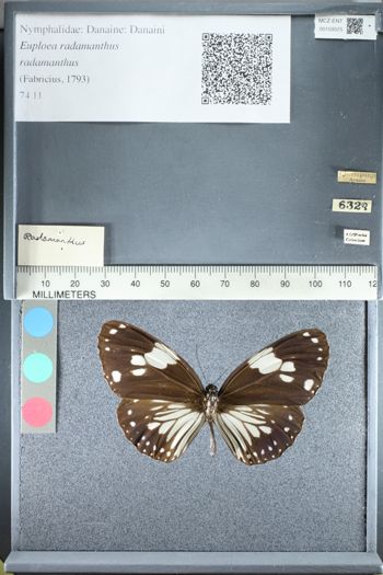Media type: image;   Entomology 159375